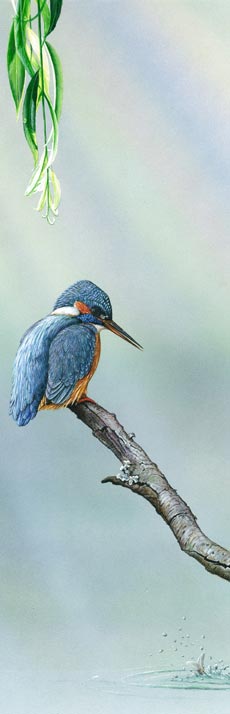 Print Kingfisher