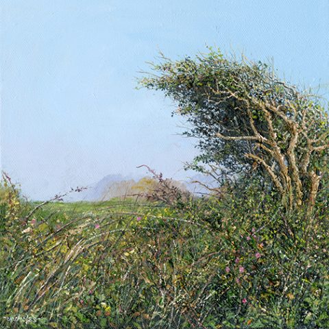 Print Cornish Hawthorn Hedge