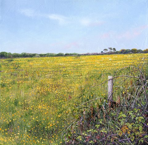 LE797 Yellow Buttercup Field - a detailed print by artist Nicholas Smith