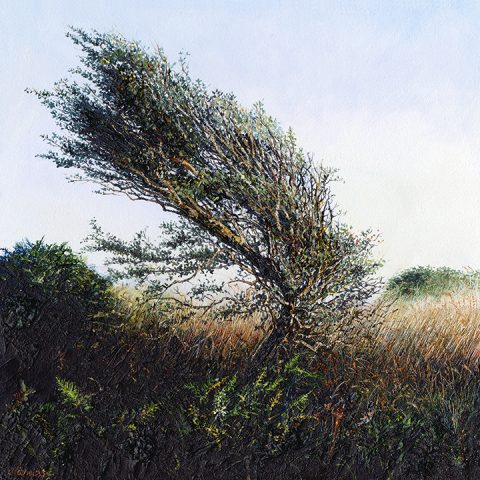 LE740 Twisted by the Wind - a detailed print of a Cornish landscape by artist Nicholas Smith