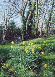 OE09 Spring Daffodils - a detailed print by artist Nicholas Smith